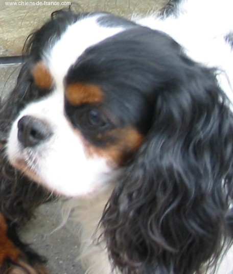 Moogly De siffle mistral - 1er EXCELLENT