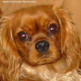 Améthyste Des Frimousses Calines - 4ème EXCELLENT