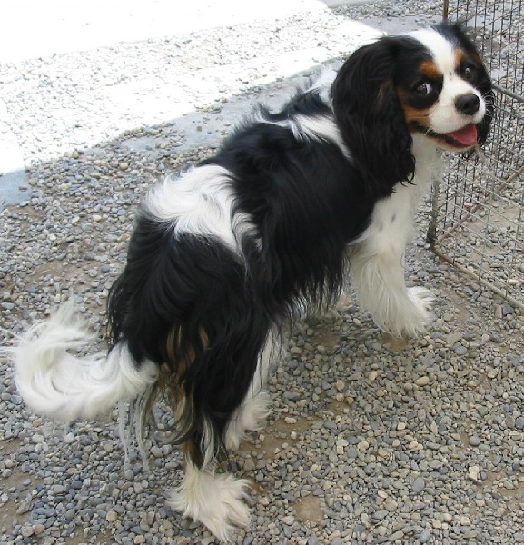 Tessa Des Frimousses Calines - 2e EXCELLENT - RCACS