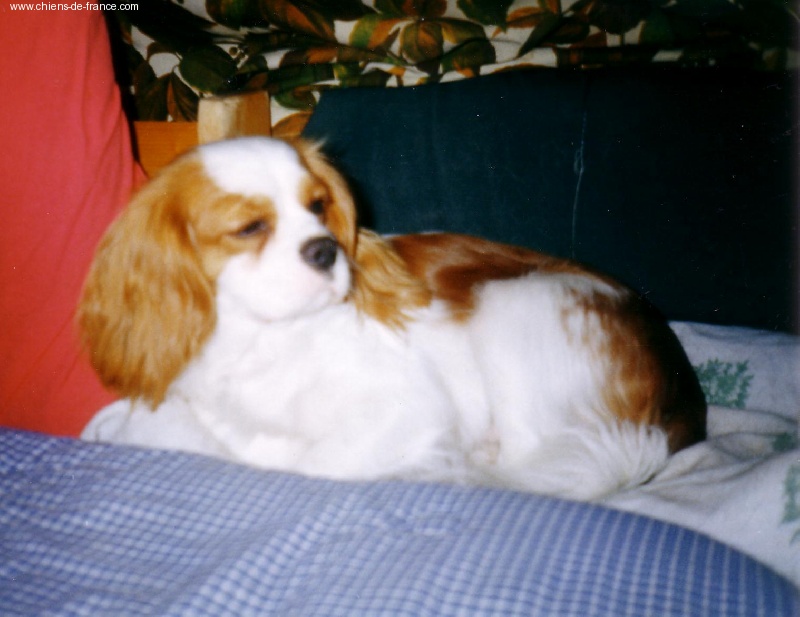 O'hara scarlett Des Frimousses Calines - 3e EXCELLENT