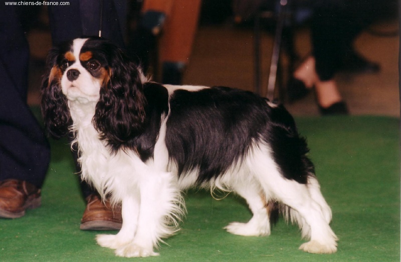 Moogly De siffle mistral - 1er EXCELLENT