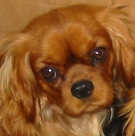 Vahiné Des Frimousses Calines - TRES BON