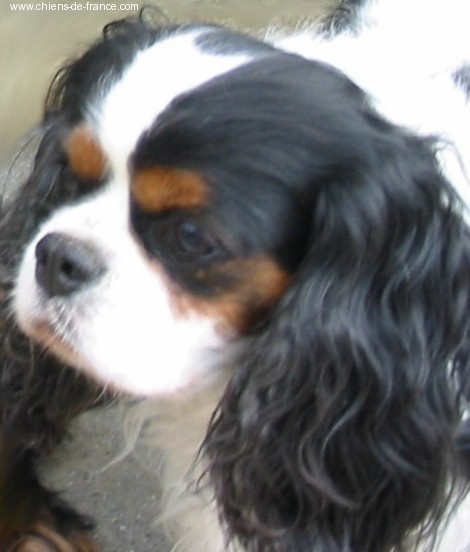 Moogly De siffle mistral - 1er EXCELLENT