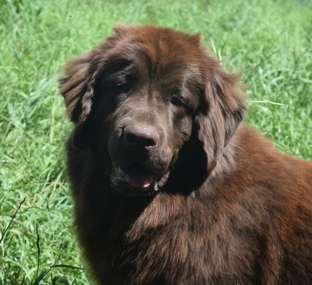 Valeriana from the bear necessities