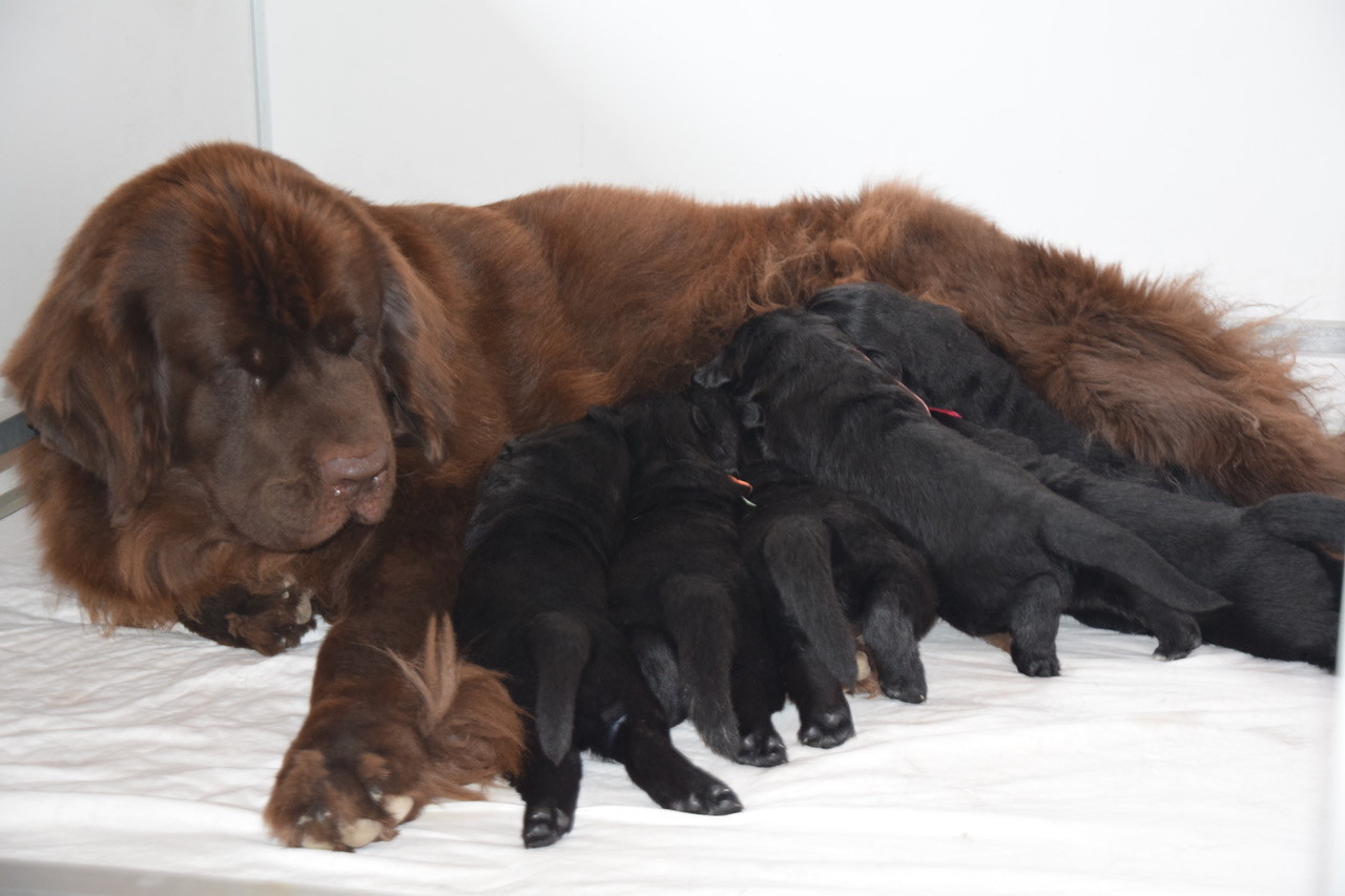 CHIOT 2 - Terre-neuve