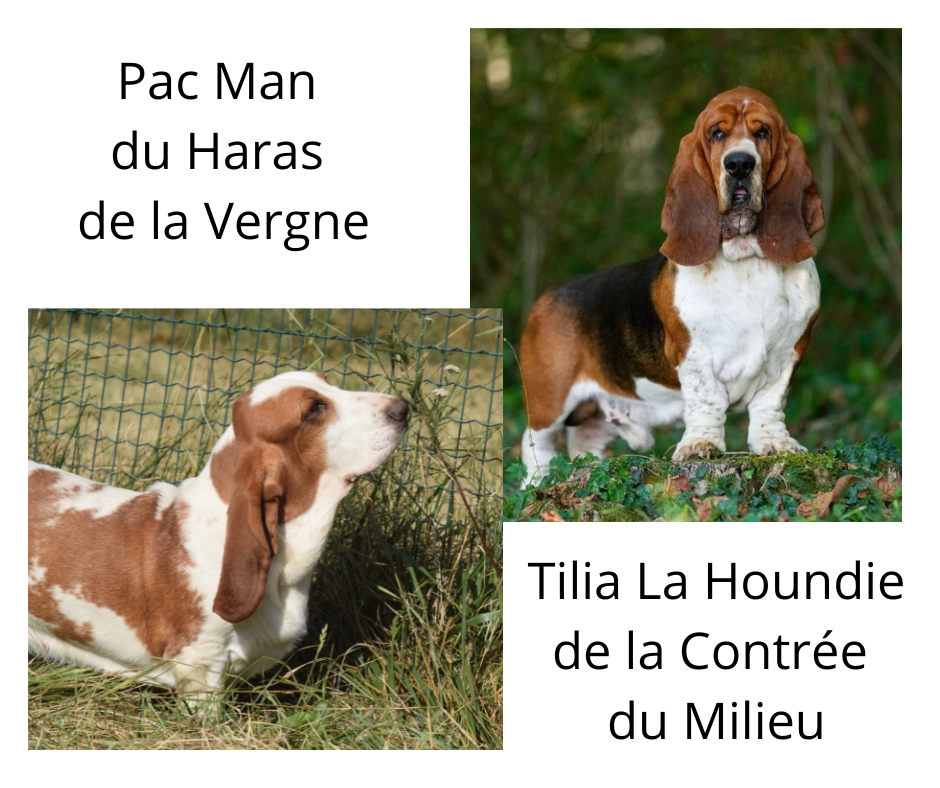 Basset Hound - du haut Selvage