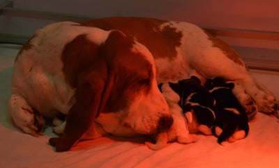 Les chiots de Basset Hound