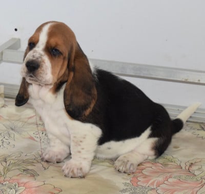 Les chiots de Basset Hound