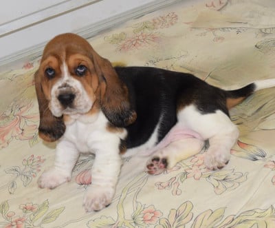 Les chiots de Basset Hound