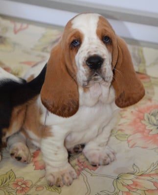Les chiots de Basset Hound