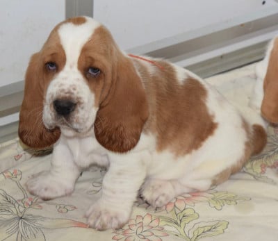 Les chiots de Basset Hound