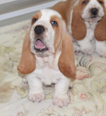 Les chiots de Basset Hound