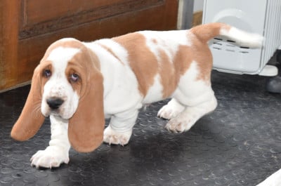 Les chiots de Basset Hound