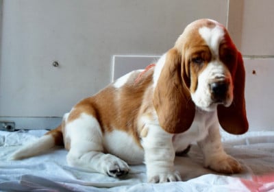 Les chiots de Basset Hound