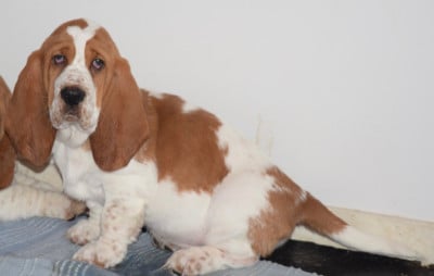 Les chiots de Basset Hound