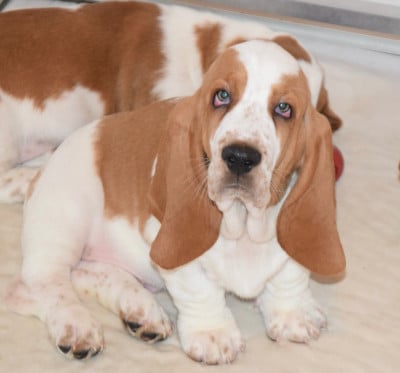 Les chiots de Basset Hound