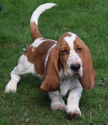 Les chiots de Basset Hound