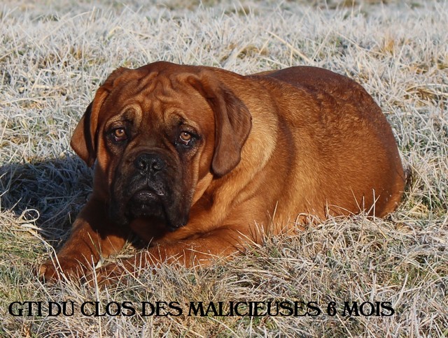 Gti Du clos des malicieuses