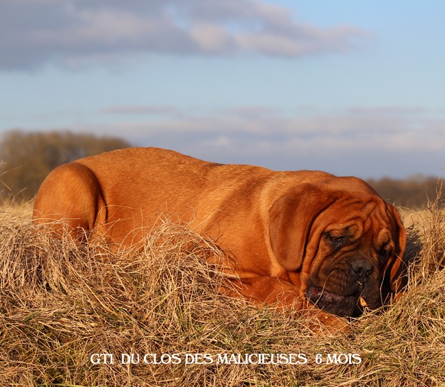 Gti Du clos des malicieuses