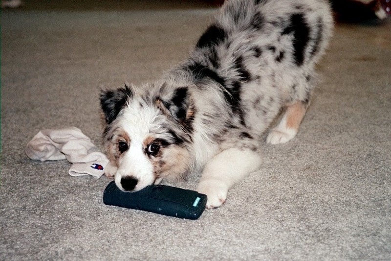 Publication : des dolmens d'An Arvor