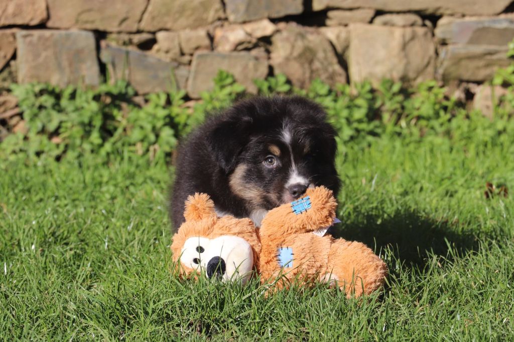 Chiot Berger Australien, Noir tricolor, mâle disponible en