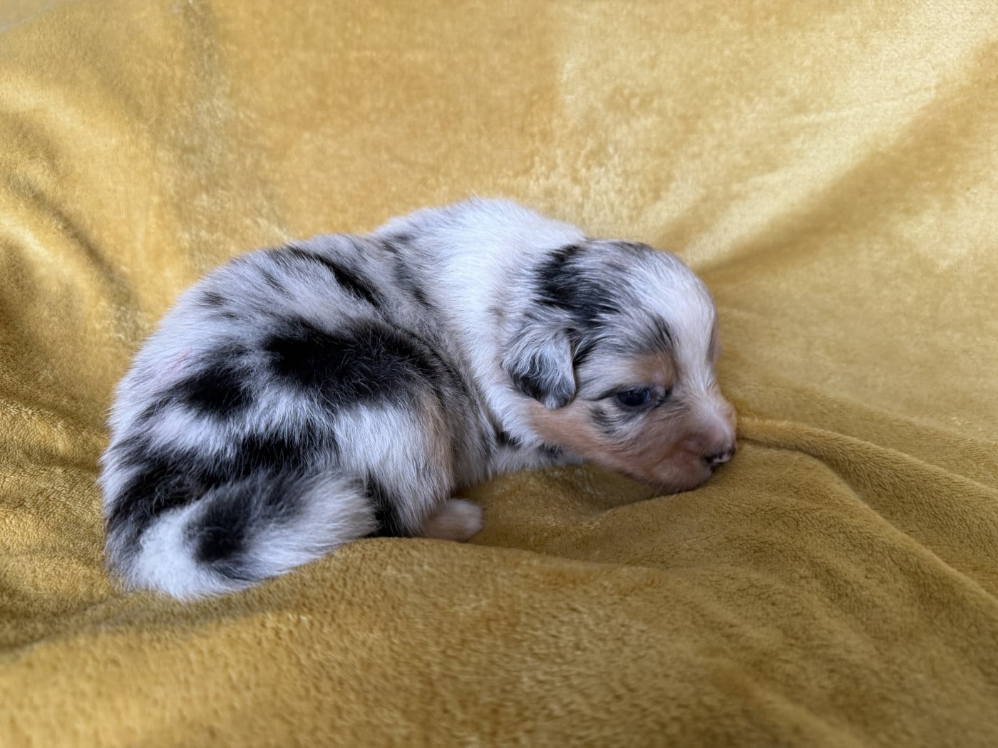 Mâle bleu 2 - Berger Australien