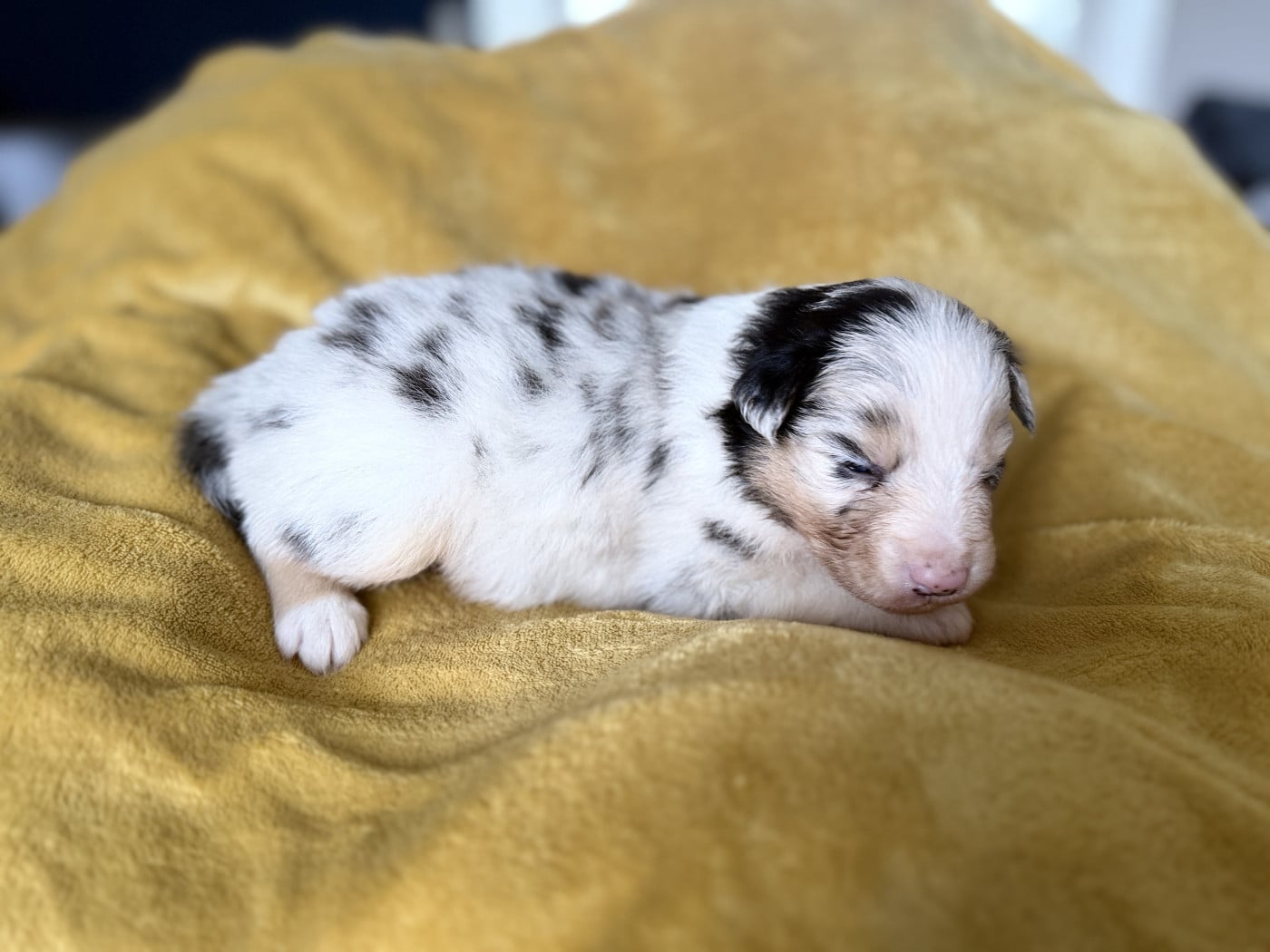 Chiot N°4 - Berger Australien