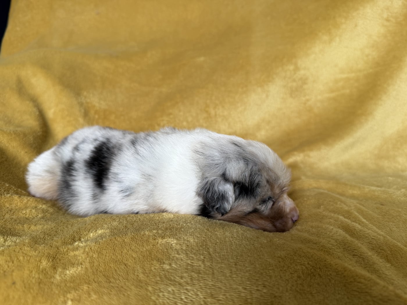 Femelle bleu - Berger Australien