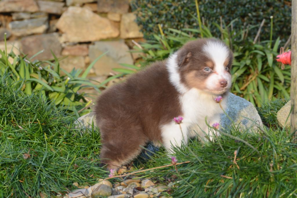 Chiot Berger Australien, mâle disponible en Bretagne, 22