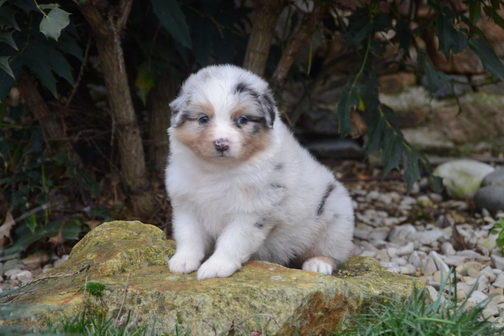 Chiot Berger Australien, femelle disponible en Bretagne