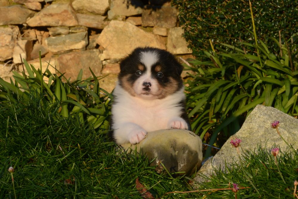 Chiot Berger Australien, femelle disponible en Bretagne