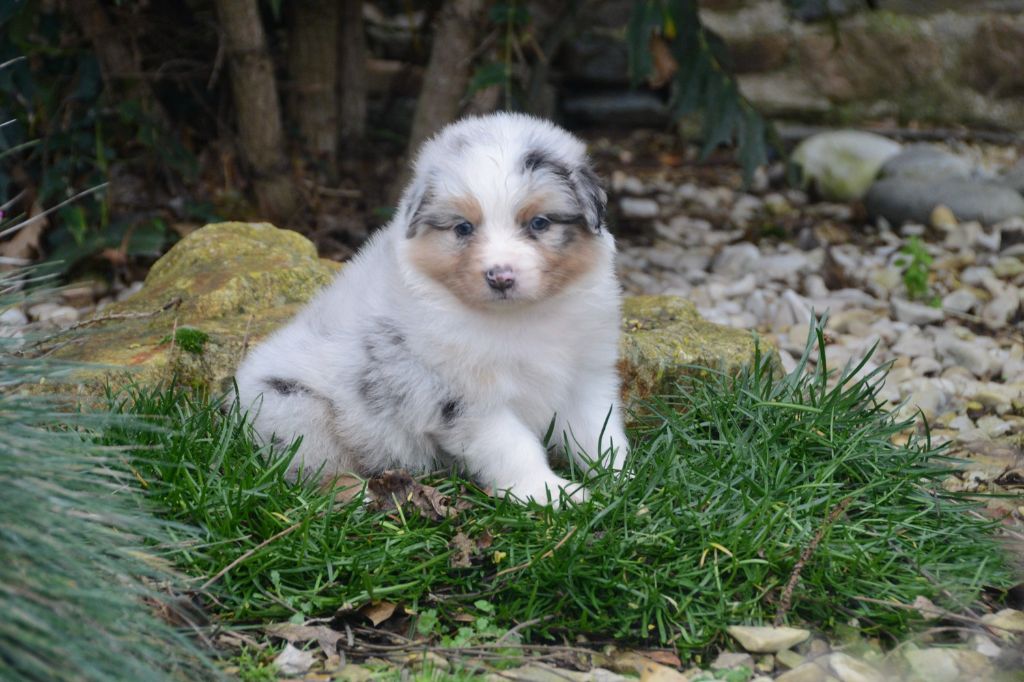 Chiot Berger Australien, femelle disponible en Bretagne