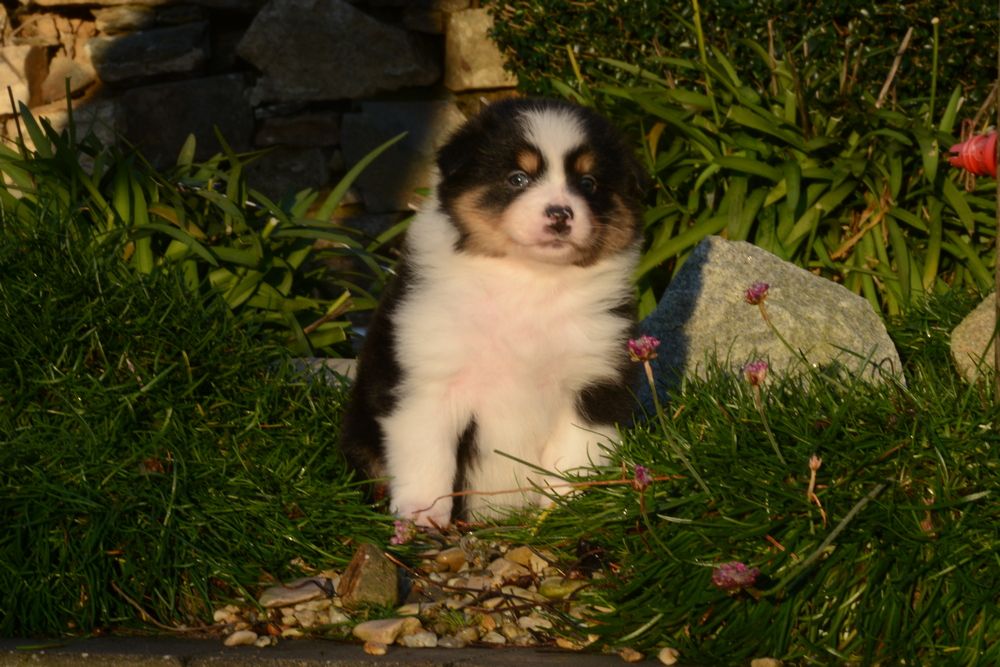 Chiot Berger Australien, femelle disponible en Bretagne