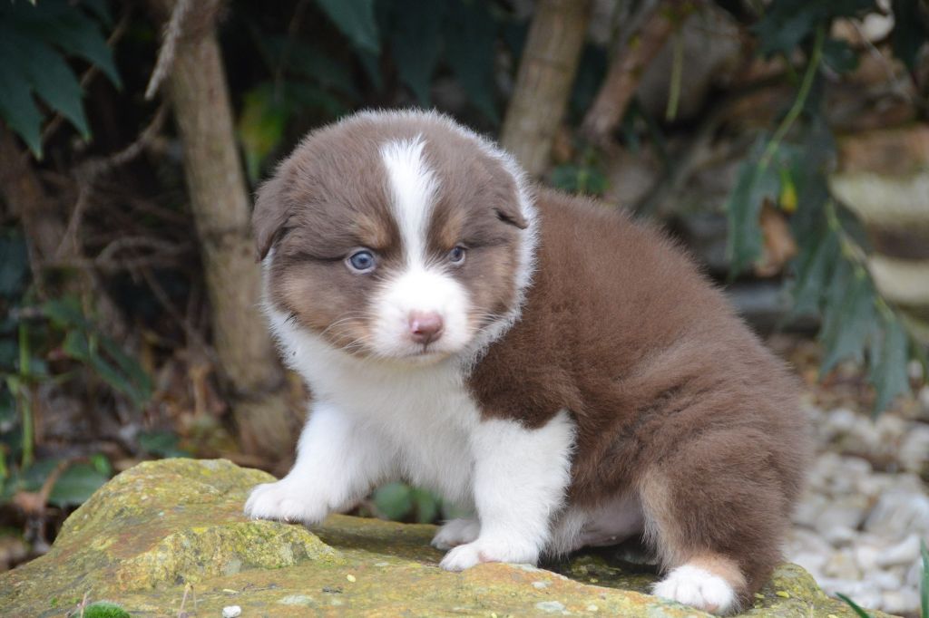 Chiot Berger Australien, rouge tri 1, mâle disponible en
