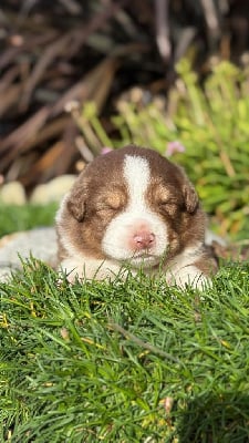 Les chiots de Berger Australien