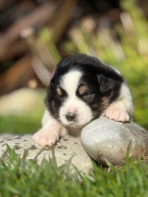 Les chiots de Berger Australien