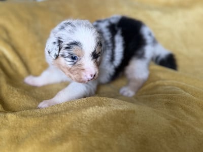 Les chiots de Berger Australien