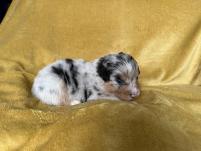 Les chiots de Berger Australien