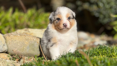 Les chiots de Berger Australien