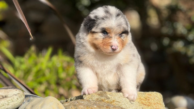 Les chiots de Berger Australien