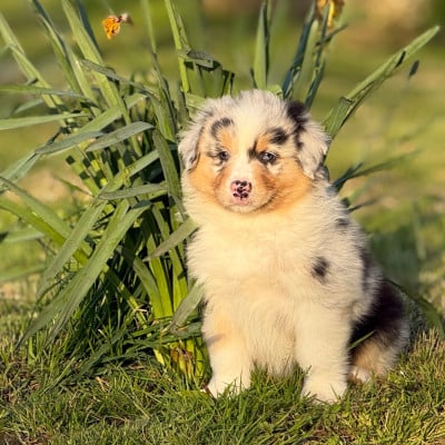 Les chiots de Berger Australien
