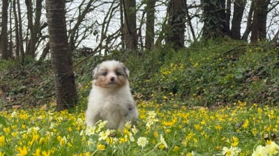 Les chiots de Berger Australien