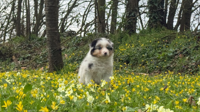 Les chiots de Berger Australien