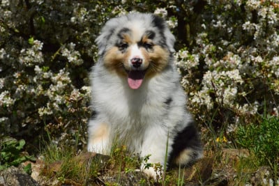 Les chiots de Berger Australien