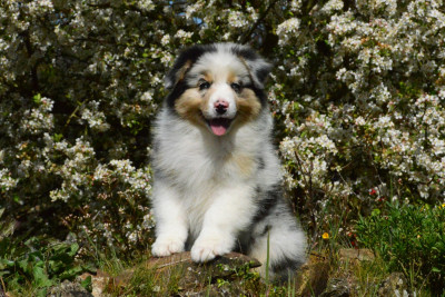 Les chiots de Berger Australien