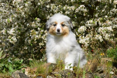 Les chiots de Berger Australien