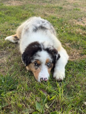 Les chiots de Berger Australien