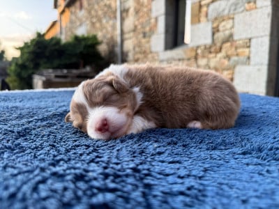 Les chiots de Berger Australien