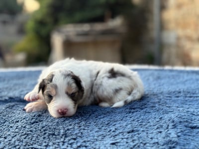 Les chiots de Berger Australien