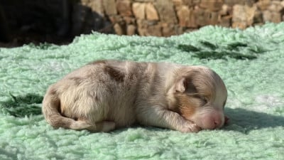 Les chiots de Berger Australien